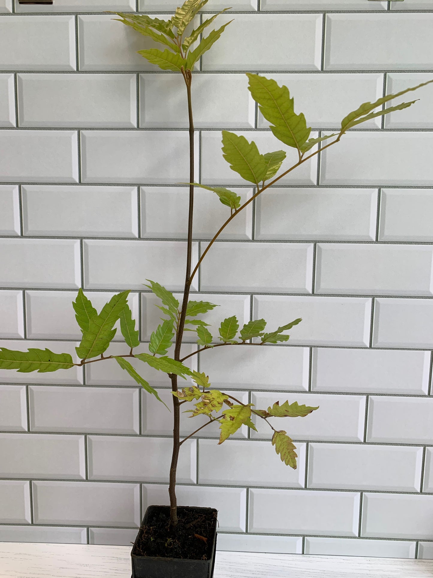 Alectryon excelsum