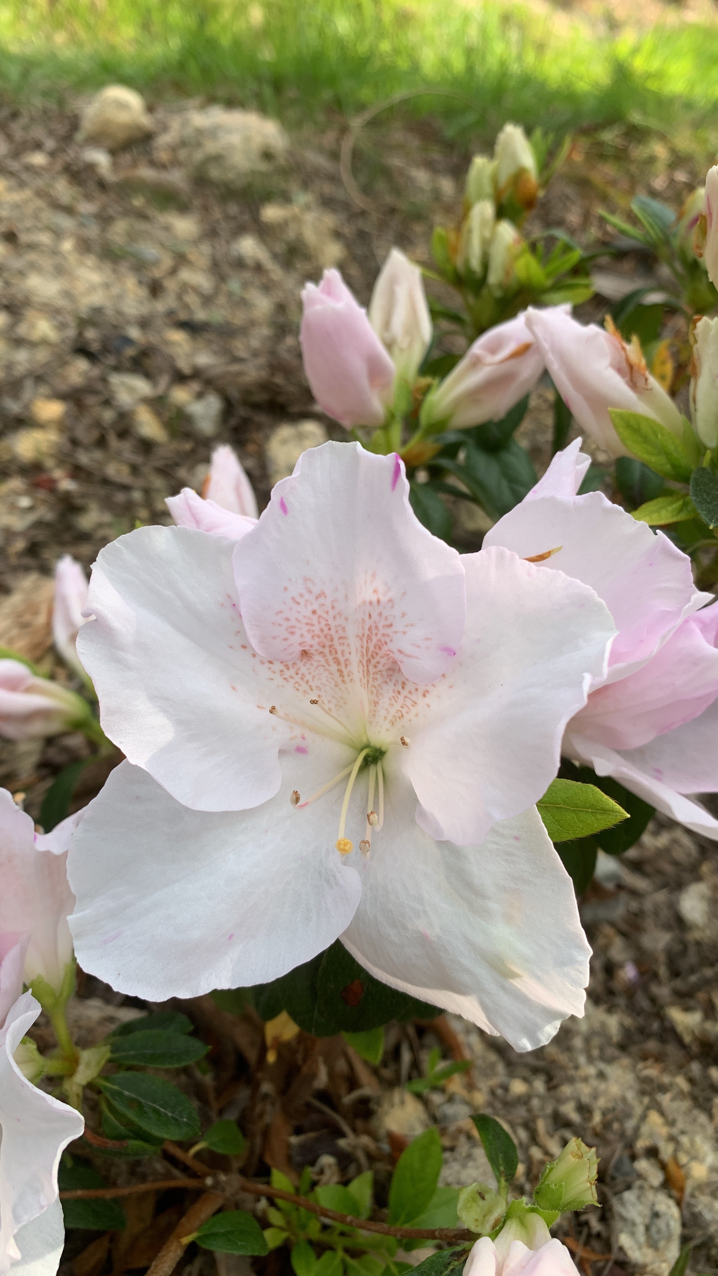 Azalea Bayou