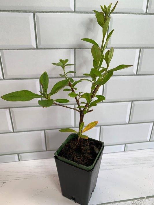 Azalea Purple Splendour