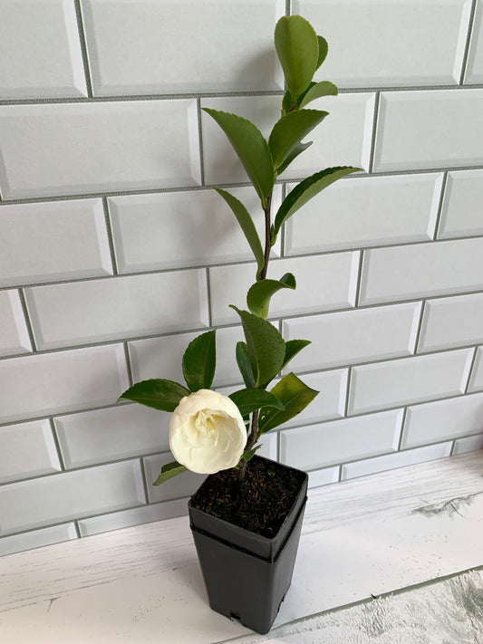 Camellia Mine no Yuki