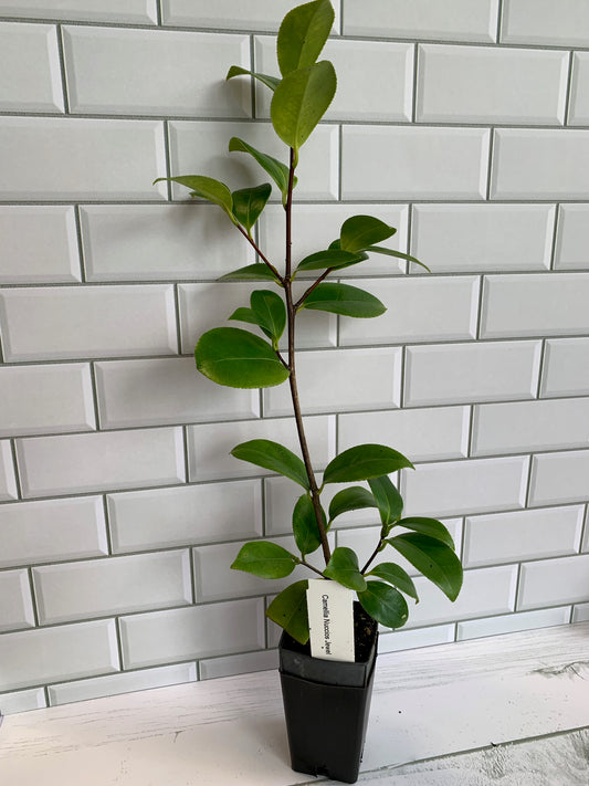 Camellia Nuccios Jewel