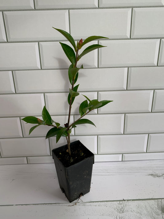 Camellia Transtasman