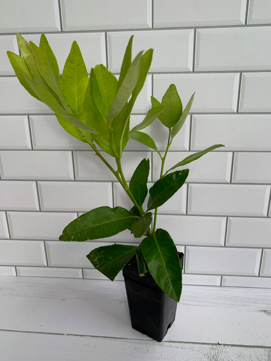 Citrus Lime Tahitian