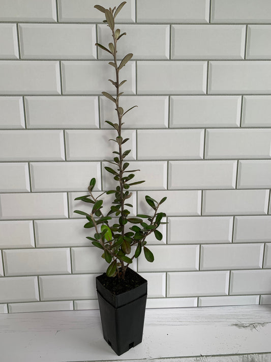 Corokia Frosted Chocolate