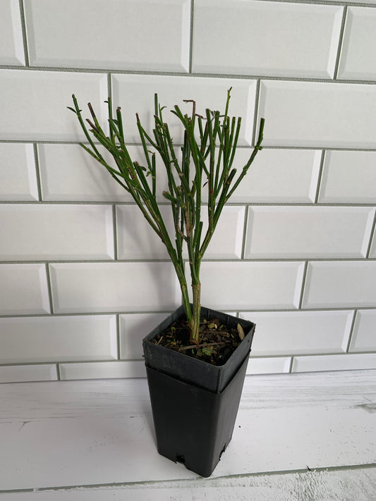 Cytisus Strawberries and Cream