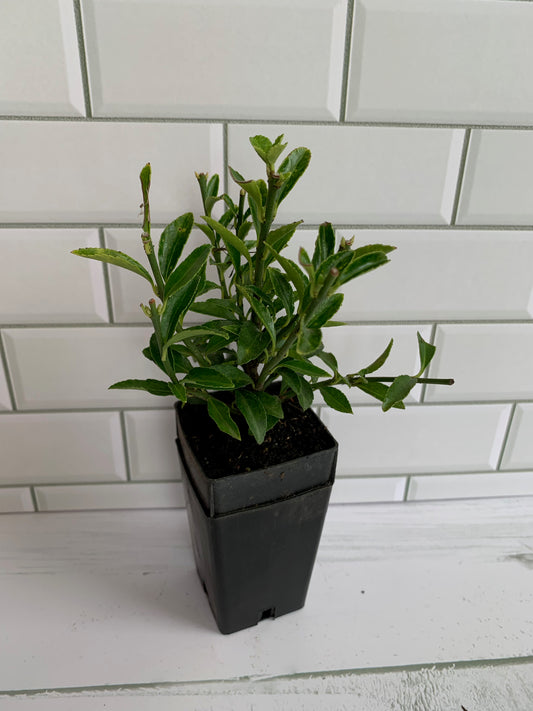 Euonymus Emerald Grem