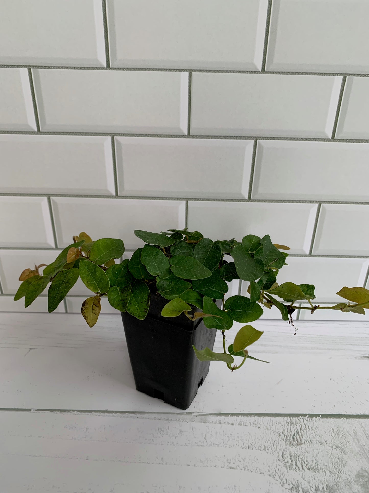 Ficus pumila