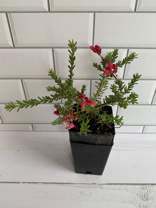 Grevillea Drummer Boy