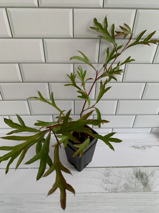 Grevillea Gaudi's Ghost