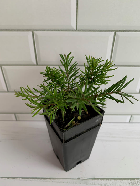 Grevillea Nancy Otzen