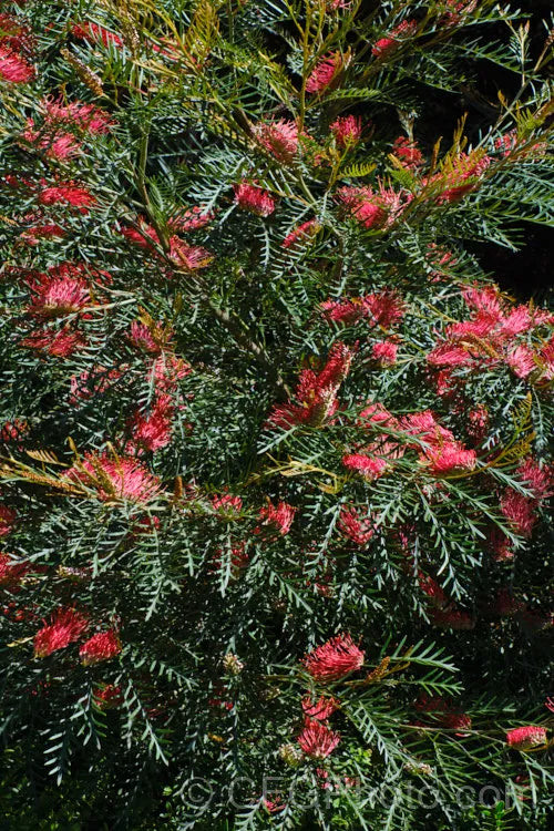 Grevillea Robin Hood