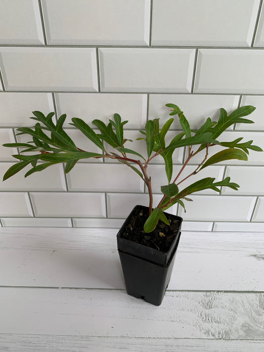 Grevillea Royal Mantle