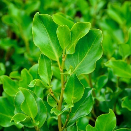 Griselinia Broadway Mint