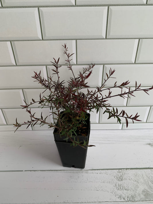 Leptospermum Crimson Glory