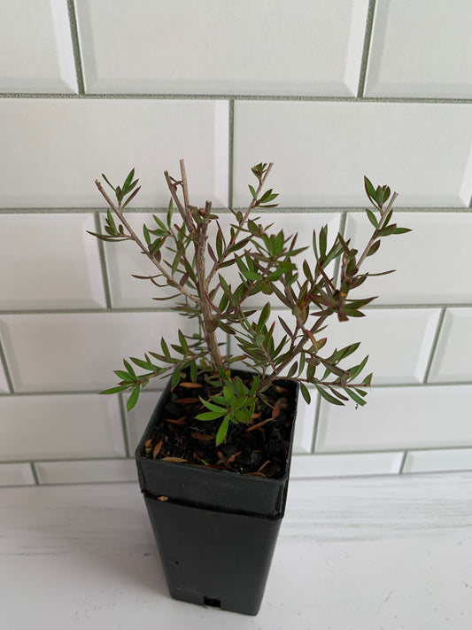 Leptospermum Princess Anne