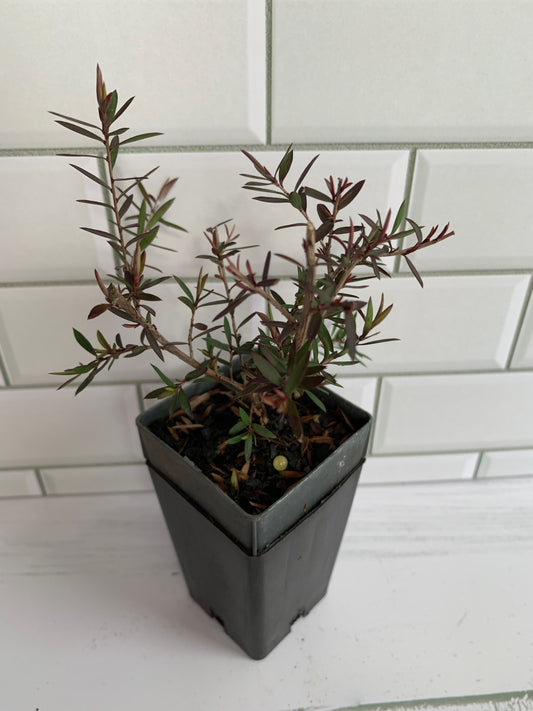 Leptospermum Red Damask
