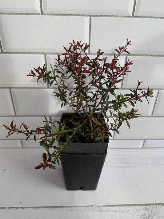 Leptospermum Wiri Kerry