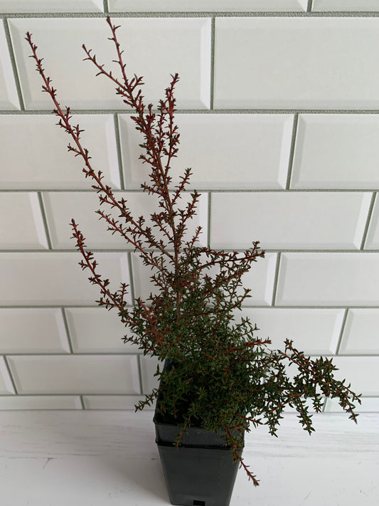 Leptospermum nanum Kea