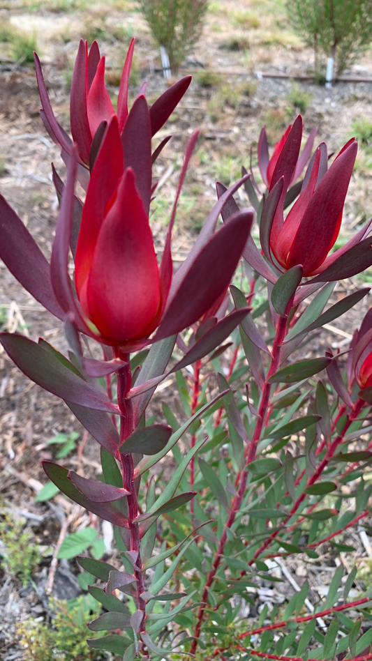 Leucadendron Ambrosia