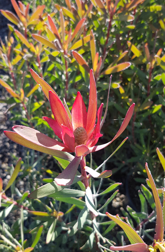 Leucadendron Candy Delight