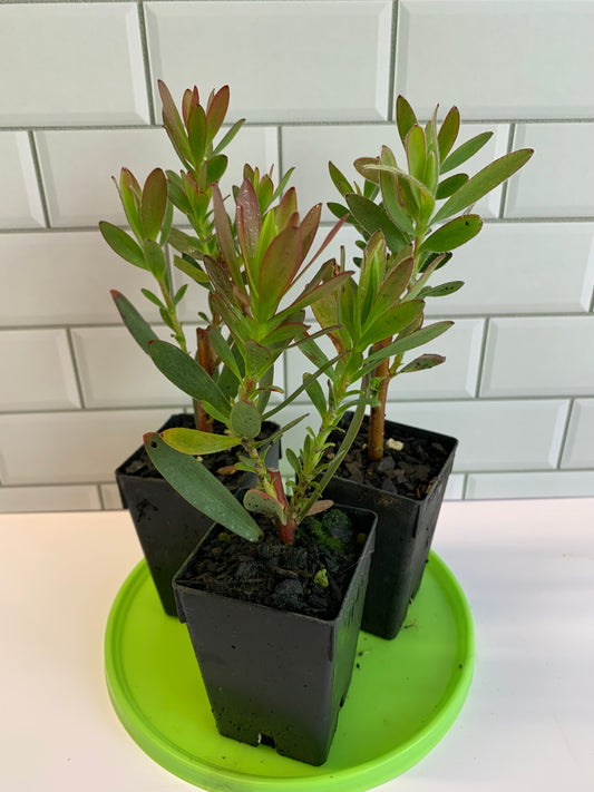 Leucadendron Safari Sunset