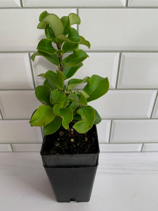 Ligustrum rotundifolium