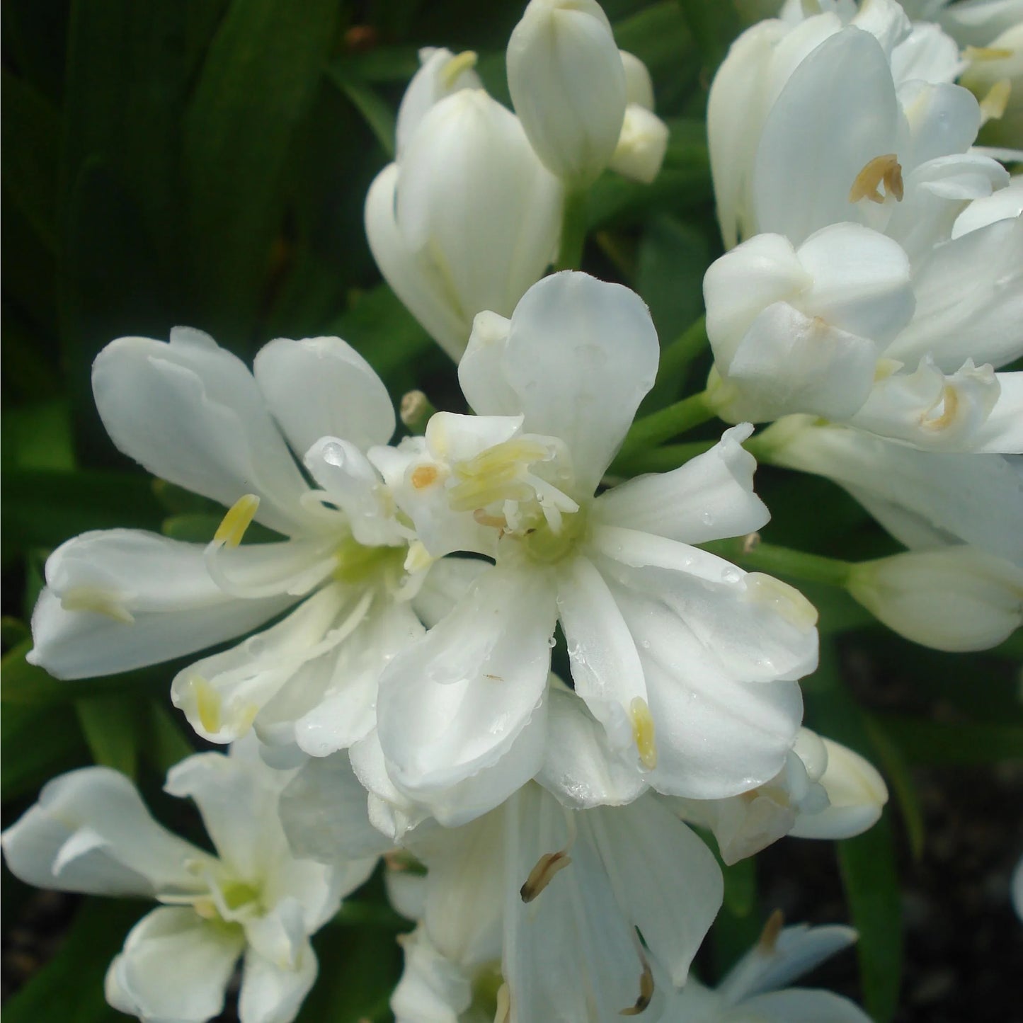 Osmanthus x fortunei