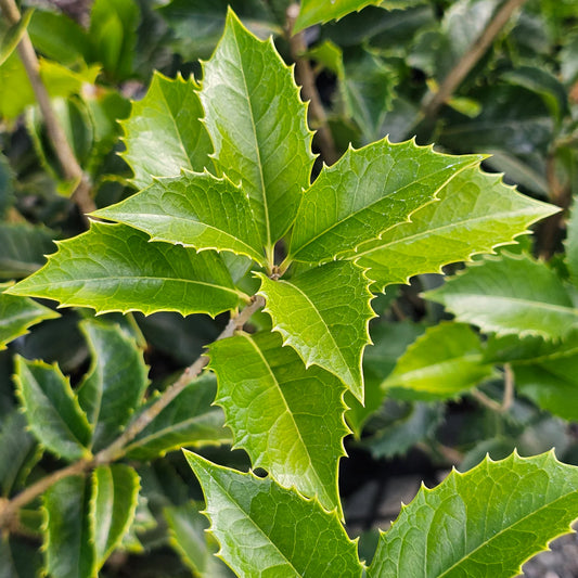 Osmanthus x fortunei