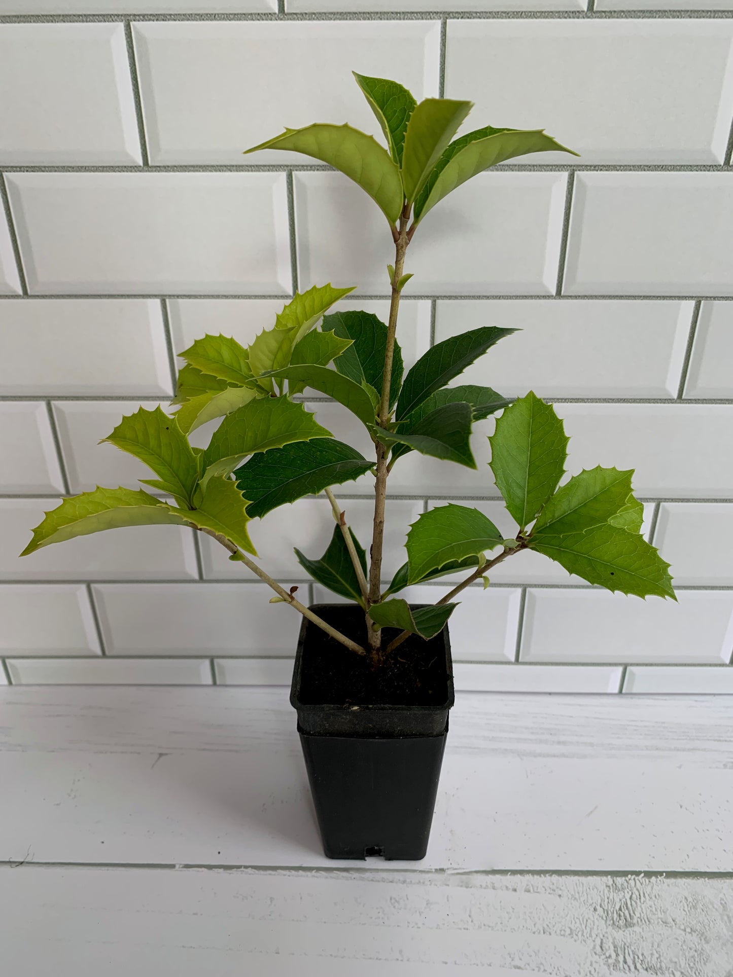 Osmanthus x fortunei