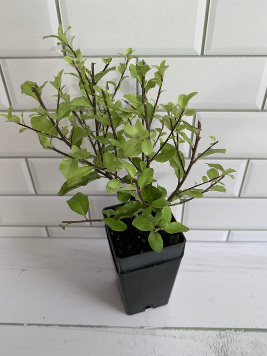 Pittosporum Little Anita