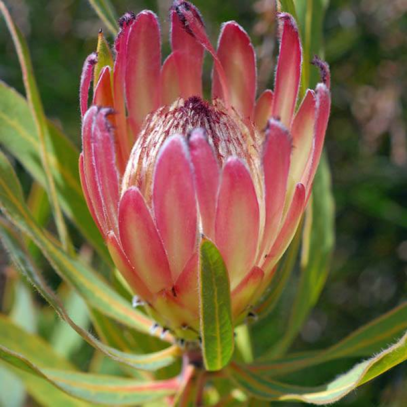 Protea burchellii