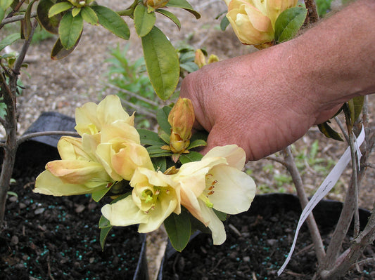 Rhododendron johnstoneanum