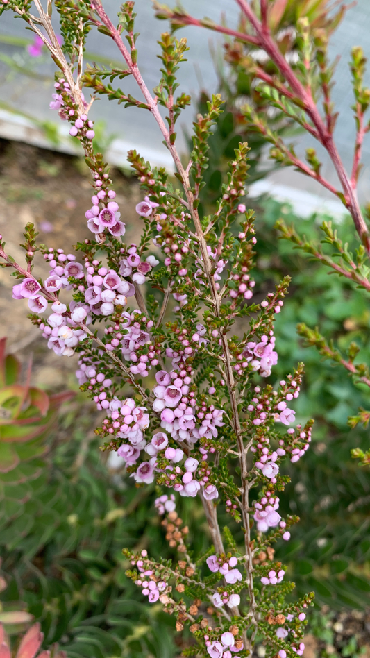 Thryptomene denticulata