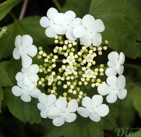 Viburnum Opulus Compactum