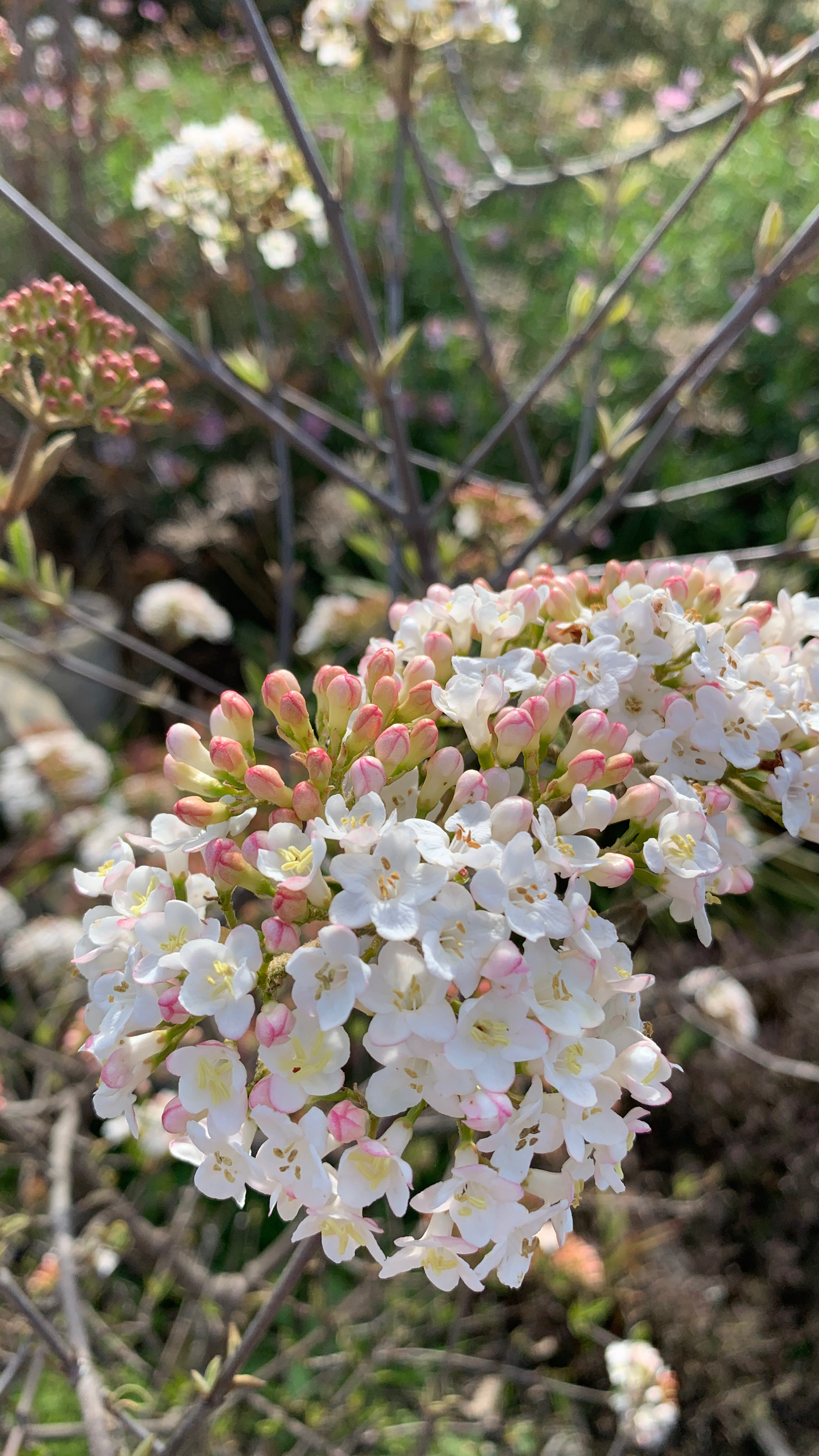 Viburnum x burkwoodii