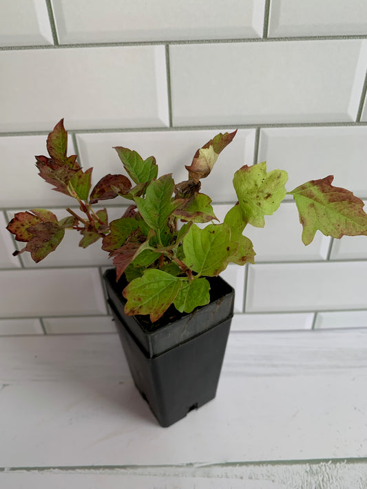 Viburnum Opulus Compactum