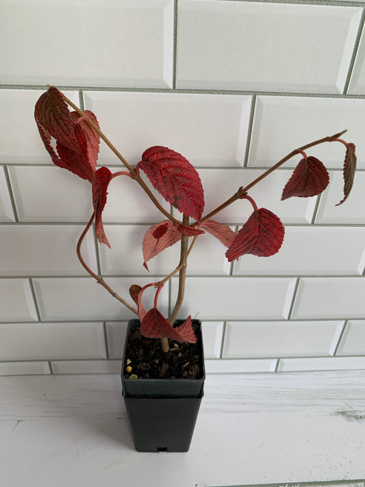 Viburnum plicatum Mariesii