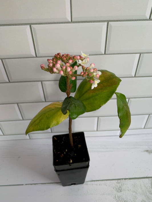 Viburnum x burkwoodii