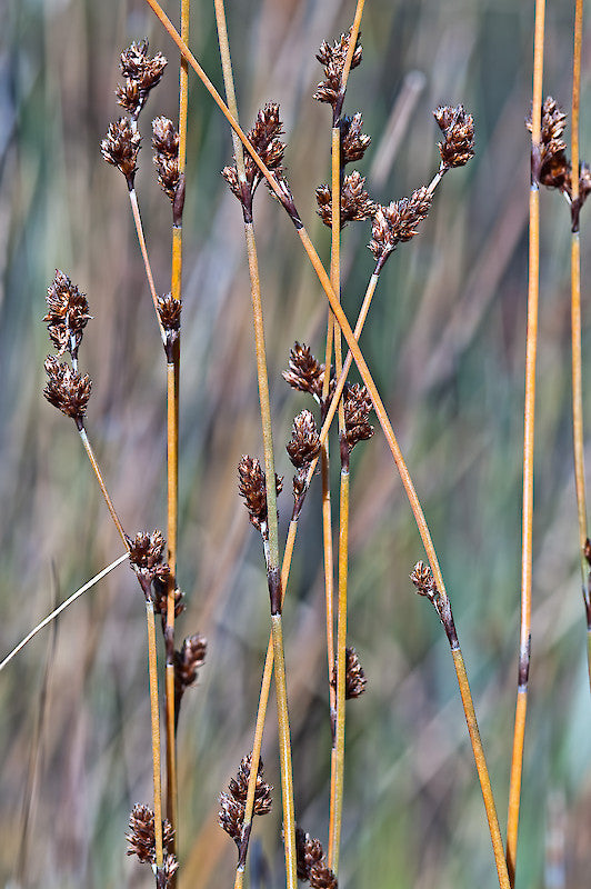 Apodasmia similis