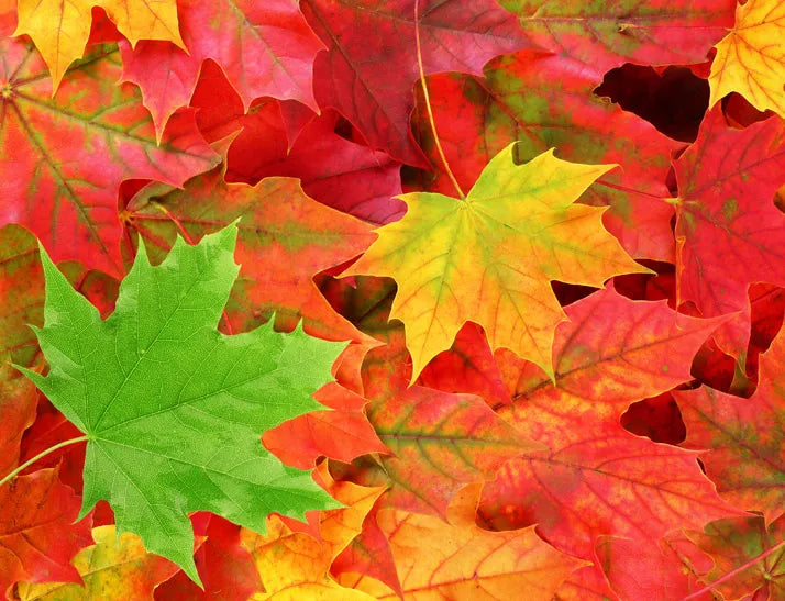 Embracing Winter: How to Use Fallen Leaves in Your Garden