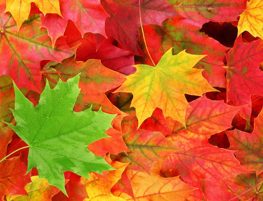 Embracing Winter: How to Use Fallen Leaves in Your Garden