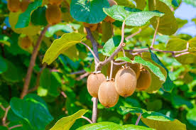 Climbing Fruit Vine Seasonal Maintenance