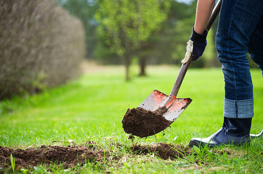 The Essential Guide to Moving Plants Around the Garden and Planting New Plants