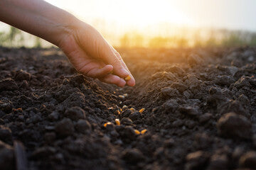 Spring and Summer Planting: A Guide to Planning and Ordering Seeds in New Zealand