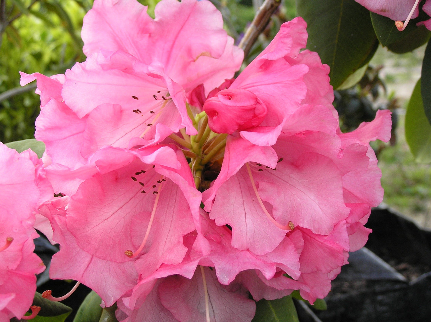 Rhododendrons