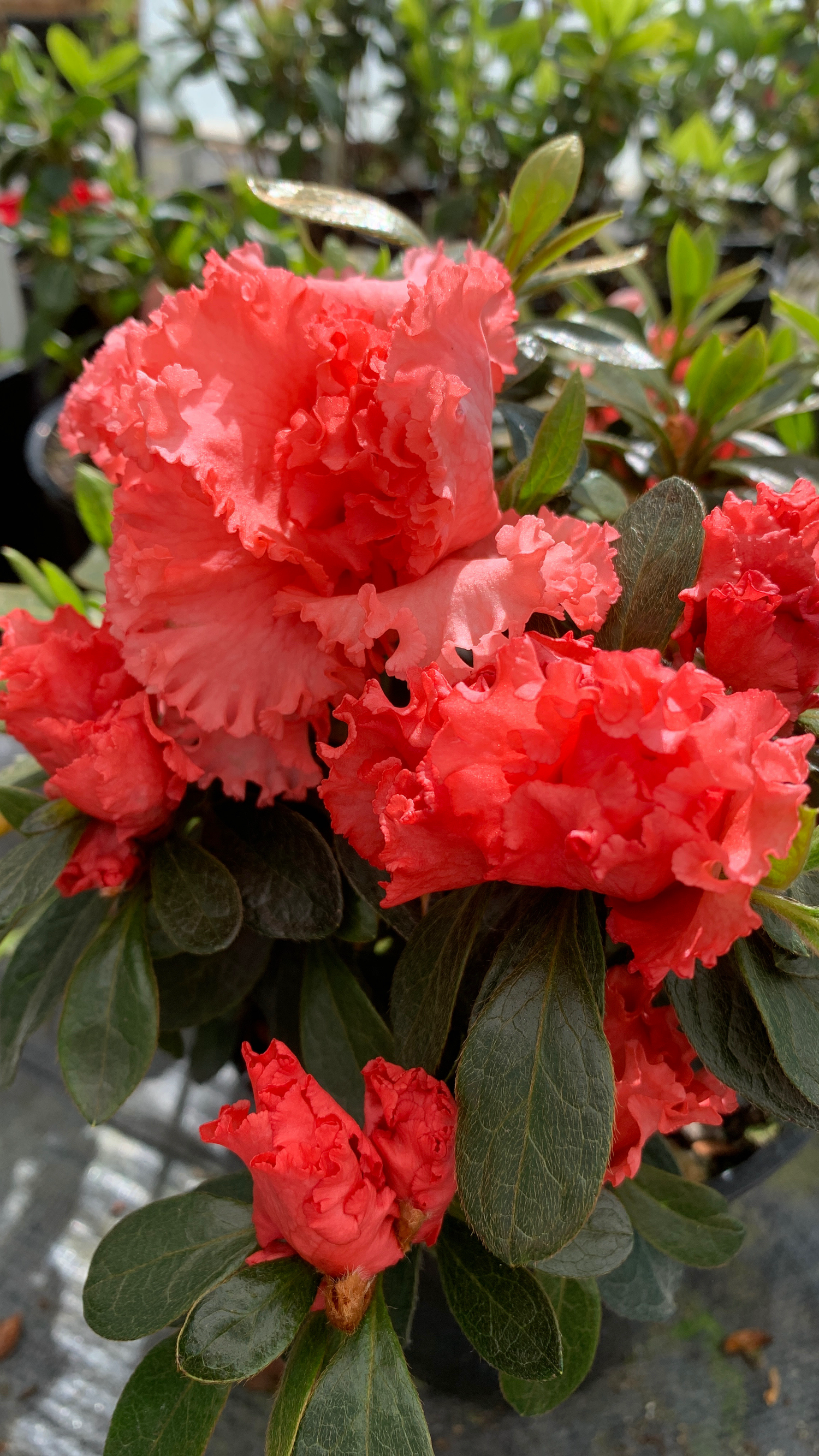 Azaleas
