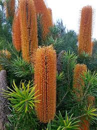 Banksia Giant Candles, beautiful bottle brush type flowers 300mm long in a orange/gold colour