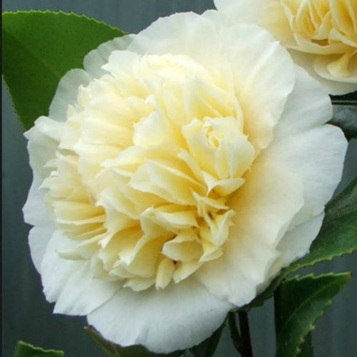 Camellias