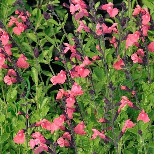 Perennials