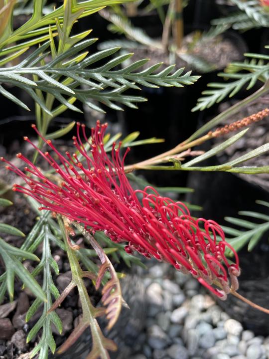 Grevilleas
